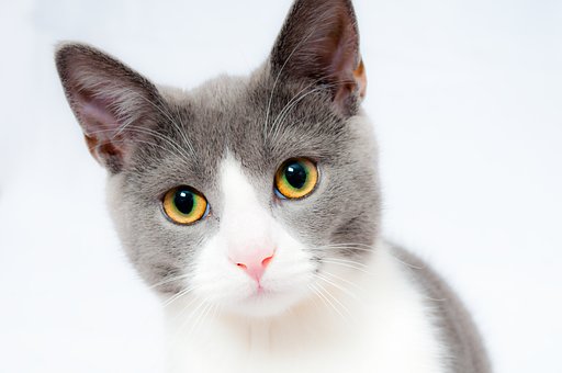 Cat lover lover